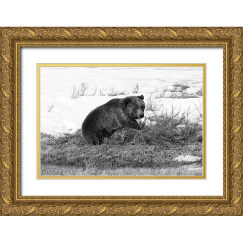 Grizzly Bear at Blacktail Pond, Yellowstone National Park Gold Ornate Wood Framed Art Print with Double Matting by Peaco, Jim