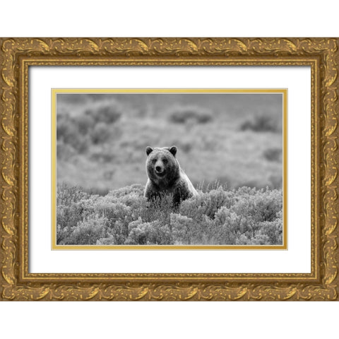 Grizzly Bear on Swan Lake Flats, Yellowstone National Park Gold Ornate Wood Framed Art Print with Double Matting by Peaco, Jim