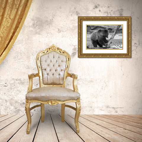 Grizzly Bear near Obsidian Creek, Yellowstone National Park Gold Ornate Wood Framed Art Print with Double Matting by Peaco, Jim