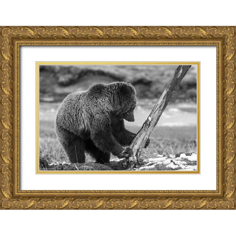 Grizzly Bear near Obsidian Creek, Yellowstone National Park Gold Ornate Wood Framed Art Print with Double Matting by Peaco, Jim