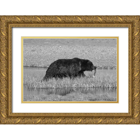 Grizzly Bear at Yellowstone Lake, Yellowstone National Park Gold Ornate Wood Framed Art Print with Double Matting by Schneider, Dylan