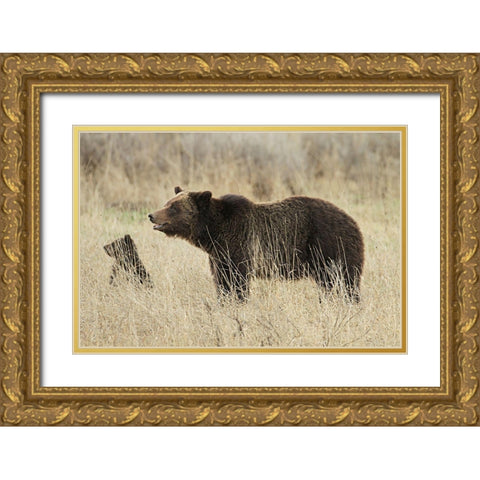 Grizzly Sow and Cub near Fishing Bridge, Yellowstone National Park Gold Ornate Wood Framed Art Print with Double Matting by Peaco, Jim