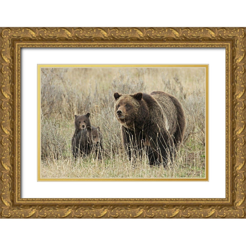 Grizzly Sow and Cubs near Fishing Bridge, Yellowstone National Park Gold Ornate Wood Framed Art Print with Double Matting by Peaco, Jim
