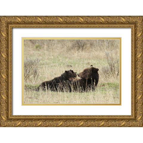 Grizzly Sow Nursing Cubs near Fishing Bridge, Yellowstone National Park Gold Ornate Wood Framed Art Print with Double Matting by Peaco, Jim