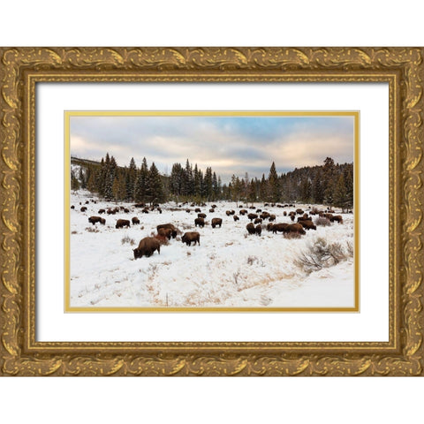 Bison near Wraith Falls Trailhead, Yellowstone National Park Gold Ornate Wood Framed Art Print with Double Matting by Frank, Jacob W.