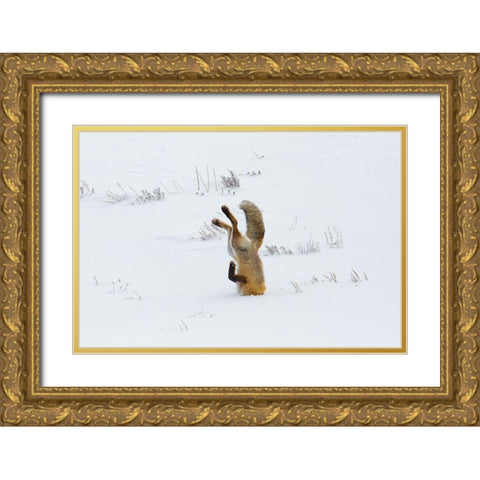 Hunting Fox, Head First, Hayden Valley, Yellowstone National Park Gold Ornate Wood Framed Art Print with Double Matting by The Yellowstone Collection