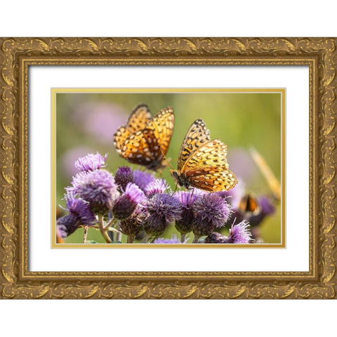 Hydaspe Butterflies, Mammoth Hot Springs, Yellowstone National Park Gold Ornate Wood Framed Art Print with Double Matting by The Yellowstone Collection