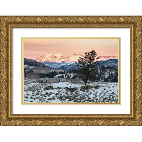 Last light on Cutoff Mountain, Yellowstone National Park Gold Ornate Wood Framed Art Print with Double Matting by The Yellowstone Collection