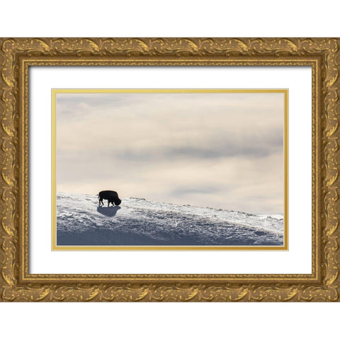 Lone Bison in Hayden Valley, Yellowstone National Park Gold Ornate Wood Framed Art Print with Double Matting by The Yellowstone Collection