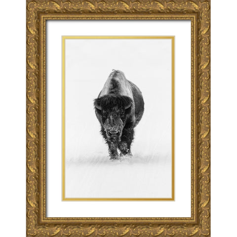 Lone Bull Bison, Yellowstone National Park Gold Ornate Wood Framed Art Print with Double Matting by The Yellowstone Collection