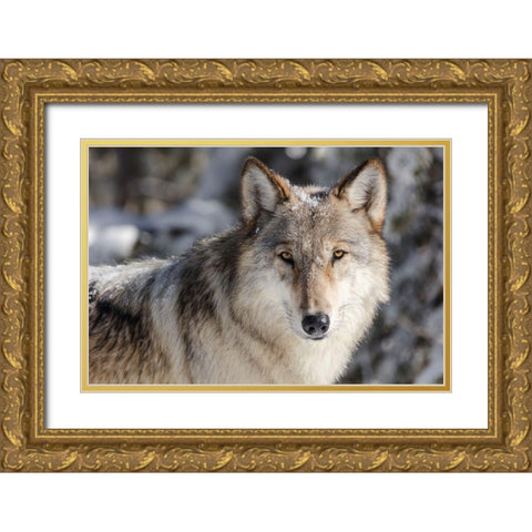 Lone Wolf, Yellowstone National Park Gold Ornate Wood Framed Art Print with Double Matting by The Yellowstone Collection