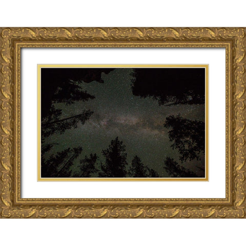 Milky Way and Lodgepole Pines, Yellowstone National Park Gold Ornate Wood Framed Art Print with Double Matting by The Yellowstone Collection