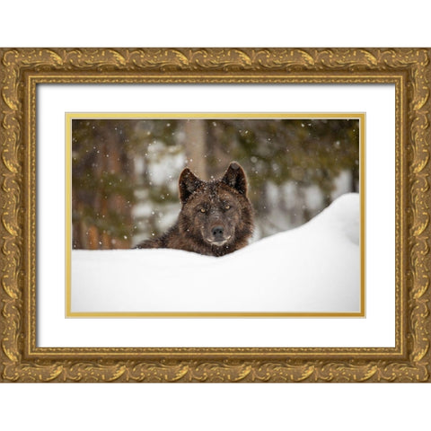 Wolf in Snow, Yellowstone National Park Gold Ornate Wood Framed Art Print with Double Matting by The Yellowstone Collection