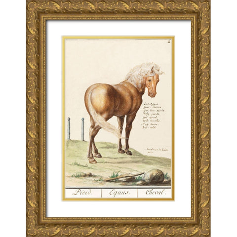 Horse-Equus Ferus Caballus 1596 Gold Ornate Wood Framed Art Print with Double Matting by de Boodt, Anselmus Boetius