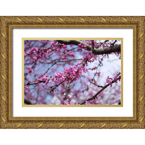 Flowering Redbub Tree Alabama II Gold Ornate Wood Framed Art Print with Double Matting by Alabama Picture Archive