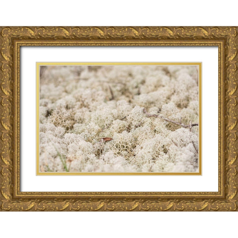 Moose Moss Gold Ornate Wood Framed Art Print with Double Matting by Alabama Picture Archive