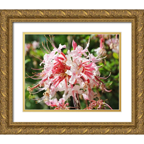 Native Pink Azalea Alabama Gold Ornate Wood Framed Art Print with Double Matting by Alabama Picture Archive