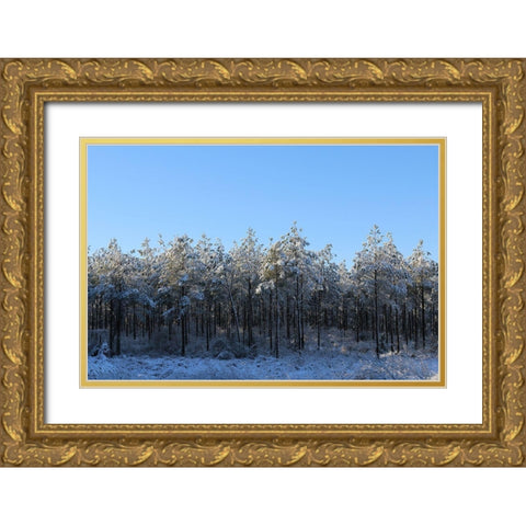 Treeline in Snow with Blue Sky-Alabama Gold Ornate Wood Framed Art Print with Double Matting by Alabama Picture Archive