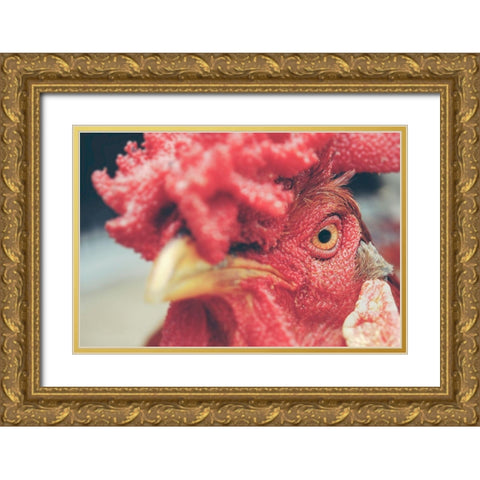 Mad Red Rooster Gold Ornate Wood Framed Art Print with Double Matting by Chickens