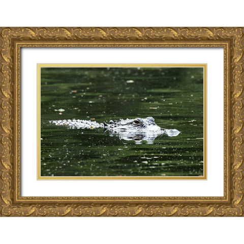Alligator in a pond at Magnolia House and Gardens in South Carolina Gold Ornate Wood Framed Art Print with Double Matting by South Carolina Picture Archive