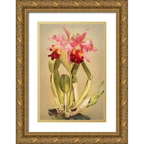 Cattleya Hardyana Orchid Gold Ornate Wood Framed Art Print with Double Matting by Alpenglow Workshop