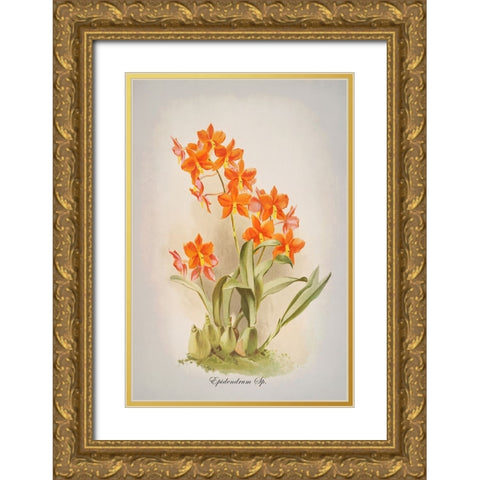 Epidendrum Orchid Gold Ornate Wood Framed Art Print with Double Matting by Alpenglow Workshop