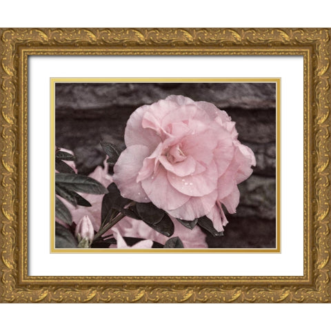 Painted Pink I Gold Ornate Wood Framed Art Print with Double Matting by Robertson, Leda