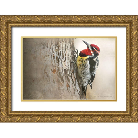 Red Naped Sapsucker Gold Ornate Wood Framed Art Print with Double Matting by Vest, Christopher