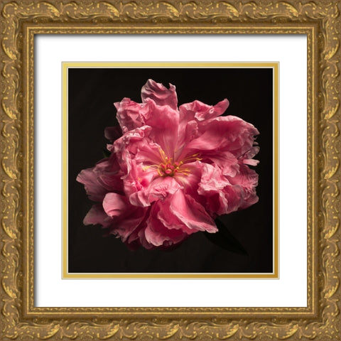 Ruffled Perfection Gold Ornate Wood Framed Art Print with Double Matting by Maclean, Leah