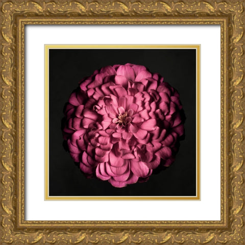 Portrait of a Zinnia I Gold Ornate Wood Framed Art Print with Double Matting by Maclean, Leah
