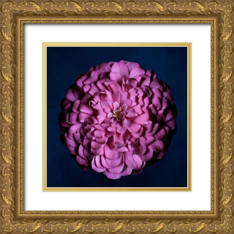 Portrait of a Zinnia III Gold Ornate Wood Framed Art Print with Double Matting by Maclean, Leah
