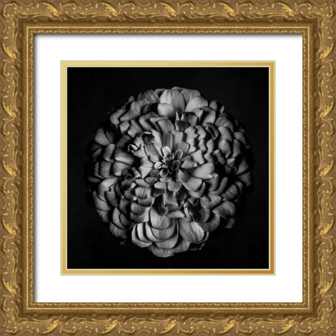 Monochrome Portrait of a Zinnia Gold Ornate Wood Framed Art Print with Double Matting by Maclean, Leah