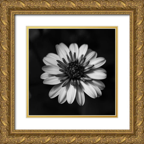 Sunny Bloom Monochrome Gold Ornate Wood Framed Art Print with Double Matting by Maclean, Leah