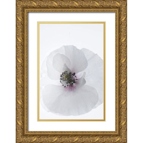White Poppy Gold Ornate Wood Framed Art Print with Double Matting by Stalus, Judy