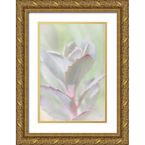 Succelent Gold Ornate Wood Framed Art Print with Double Matting by Stalus, Judy