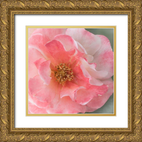 Coral Rose Gold Ornate Wood Framed Art Print with Double Matting by Stalus, Judy