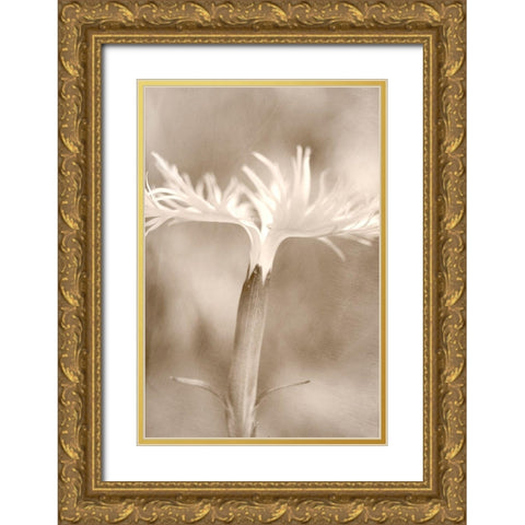 Dianthus Gold Ornate Wood Framed Art Print with Double Matting by Stalus, Judy