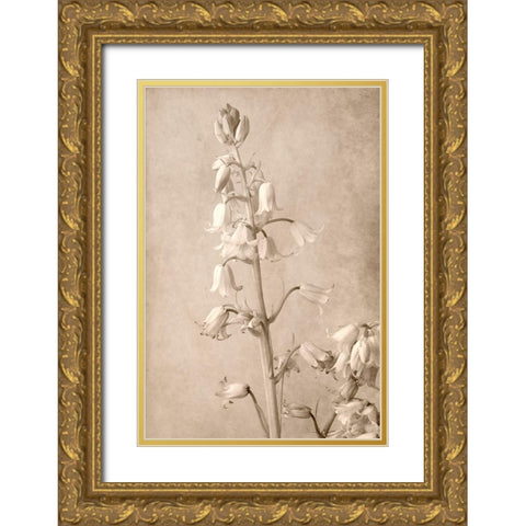 Spanish Bells Gold Ornate Wood Framed Art Print with Double Matting by Stalus, Judy