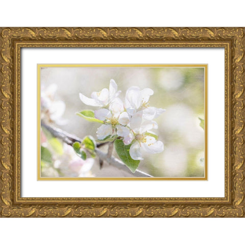Apple Blossoms Gold Ornate Wood Framed Art Print with Double Matting by Stalus, Judy