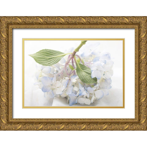 Blue Hydrangea Gold Ornate Wood Framed Art Print with Double Matting by Stalus, Judy
