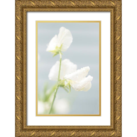 White Sweet Pea Gold Ornate Wood Framed Art Print with Double Matting by Stalus, Judy