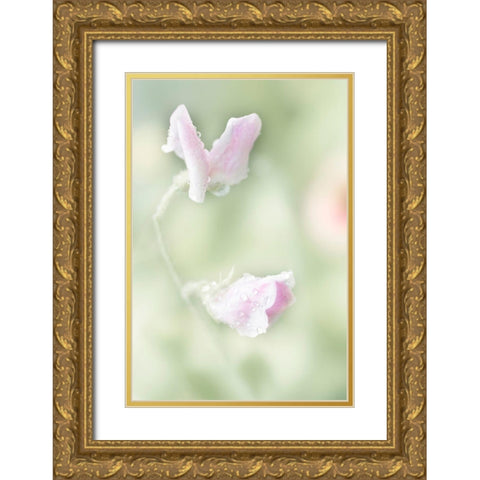 Pink Sweet Pea Gold Ornate Wood Framed Art Print with Double Matting by Stalus, Judy