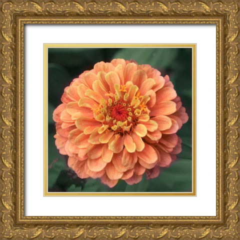 Petals Gold Ornate Wood Framed Art Print with Double Matting by Stalus, Judy