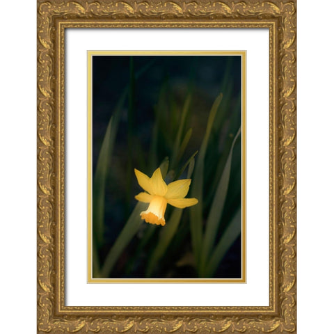 Narcissus Gold Ornate Wood Framed Art Print with Double Matting by Stalus, Judy