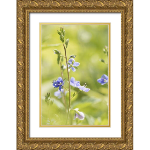 Sunny Day Gold Ornate Wood Framed Art Print with Double Matting by Stalus, Judy