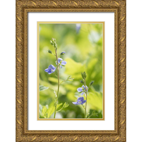 Meadow Gold Ornate Wood Framed Art Print with Double Matting by Stalus, Judy