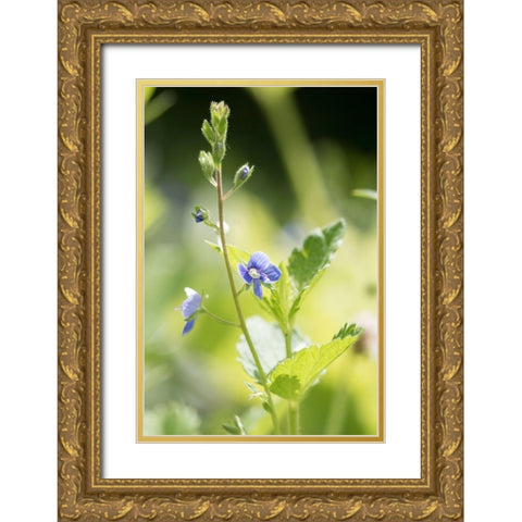 Sunshine Gold Ornate Wood Framed Art Print with Double Matting by Stalus, Judy