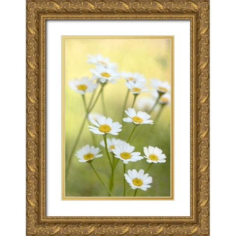Daisies Gold Ornate Wood Framed Art Print with Double Matting by Stalus, Judy