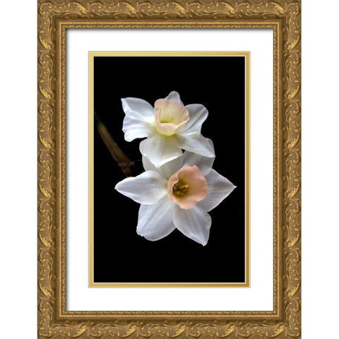 Pink Narcissus Gold Ornate Wood Framed Art Print with Double Matting by Stalus, Judy