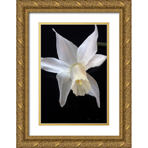 White Jonquil Gold Ornate Wood Framed Art Print with Double Matting by Stalus, Judy